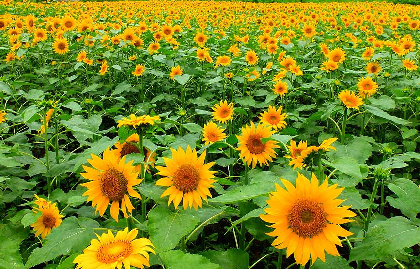 sunflower_d